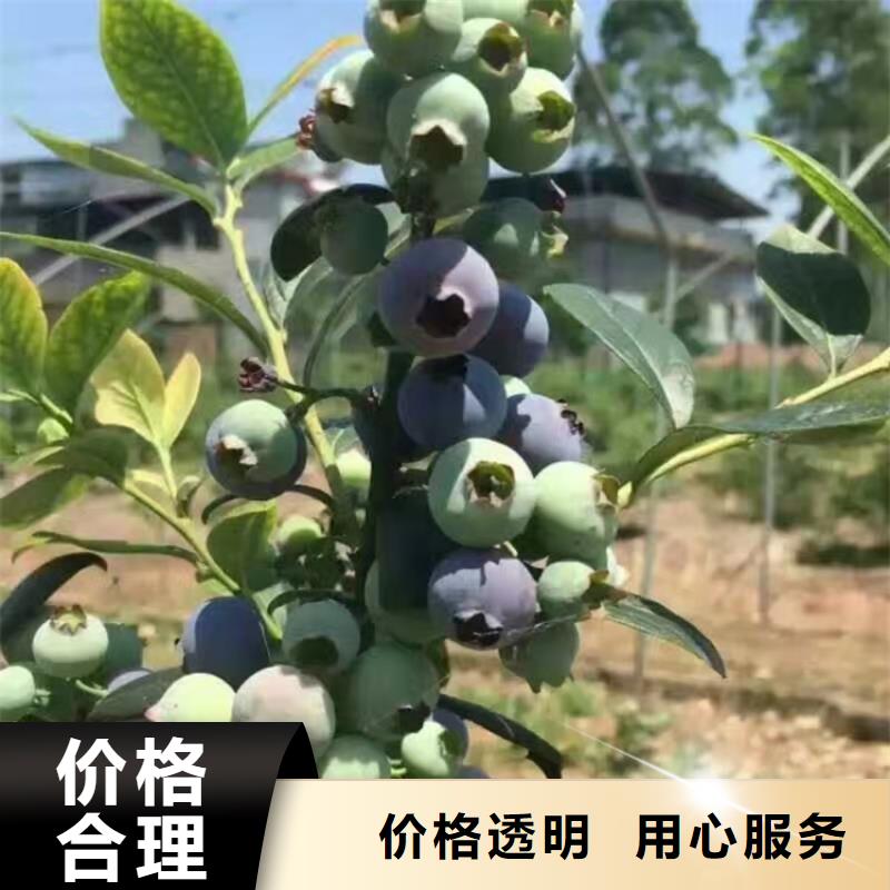 【蓝莓苗李子苗选择我们选择放心】