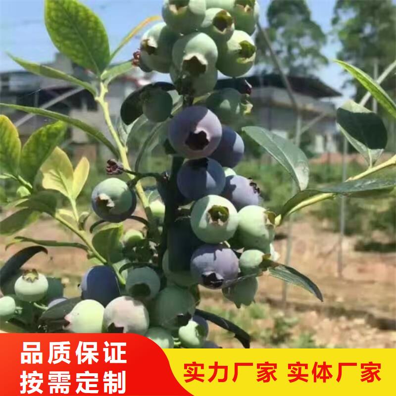 蓝莓苗_樱桃苗品质有保障