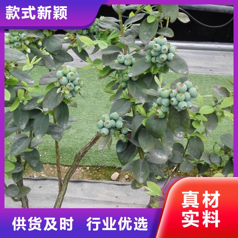 玛瑙红石榴苗-视频-玛瑙红石榴苗-湖南省常德市【同城】生产厂家-澧县|汉寿|衡阳|益阳|永州|湘潭|株洲|岳阳