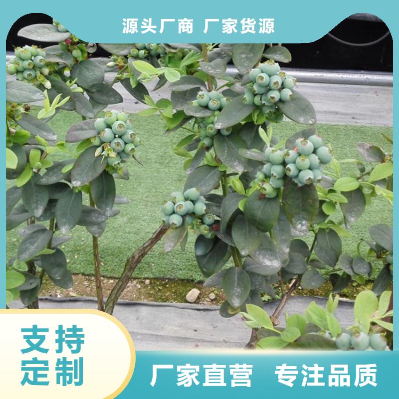 蓝莓苗,樱桃苗工厂批发