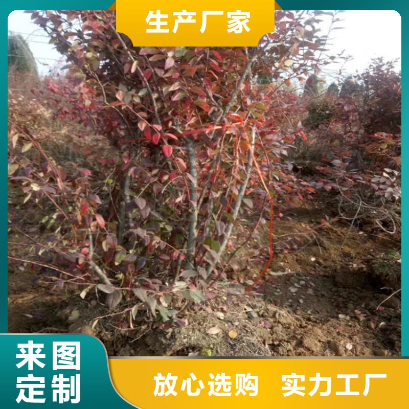 【蓝莓苗红颜草莓服务周到】