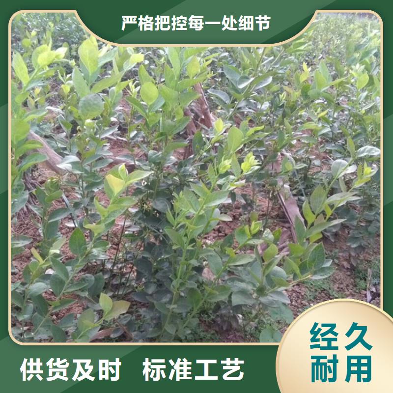 蓝莓苗红石榴苗基地诚信经营