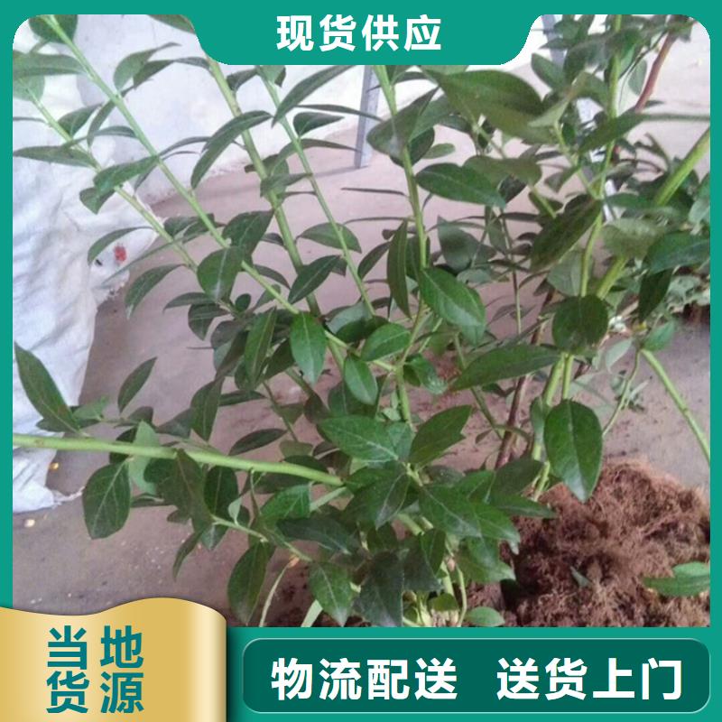 玛瑙红石榴苗-视频-玛瑙红石榴苗-湖南省常德市【同城】生产厂家-澧县|汉寿|衡阳|益阳|永州|湘潭|株洲|岳阳