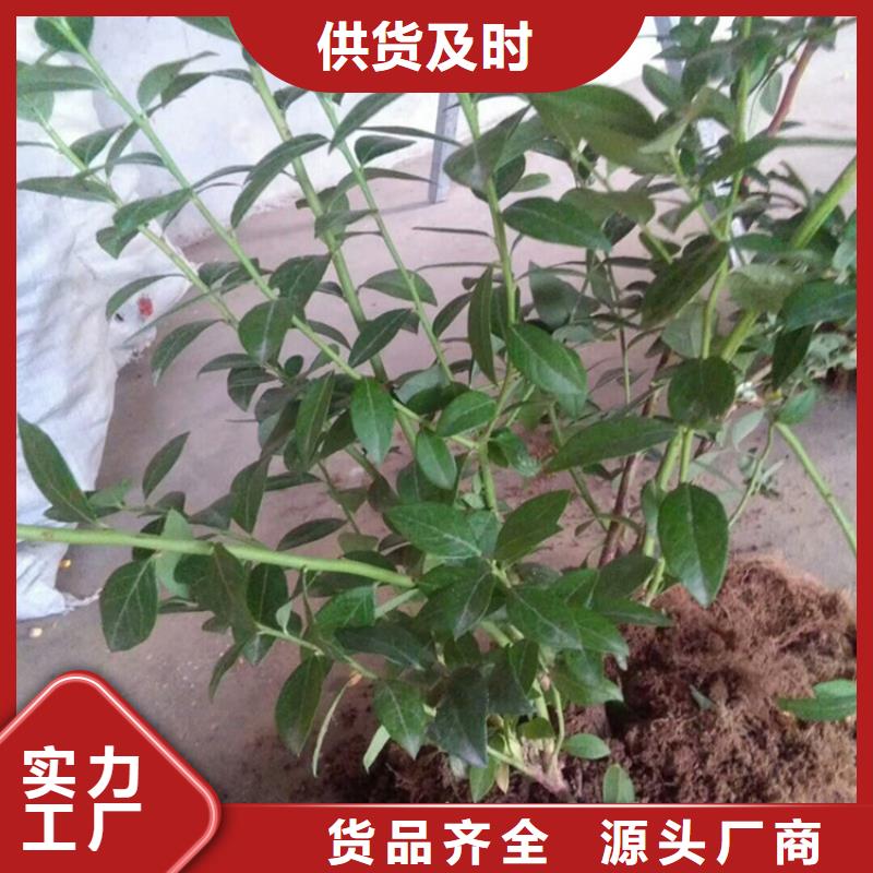 蓝莓苗,樱桃苗工厂批发