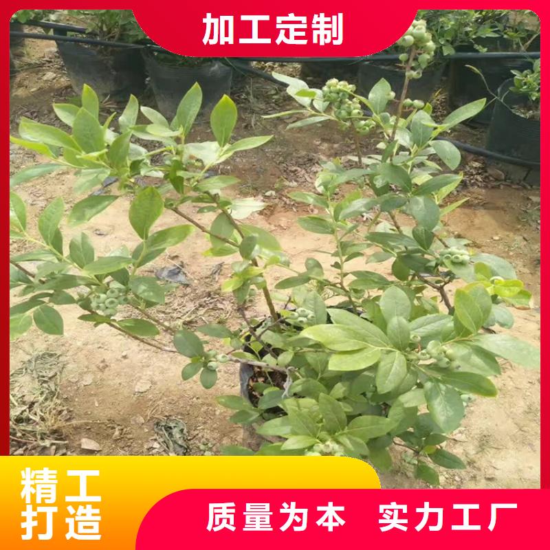 蓝莓苗草莓苗值得信赖
