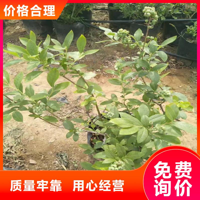 蓝莓苗草莓苗值得信赖