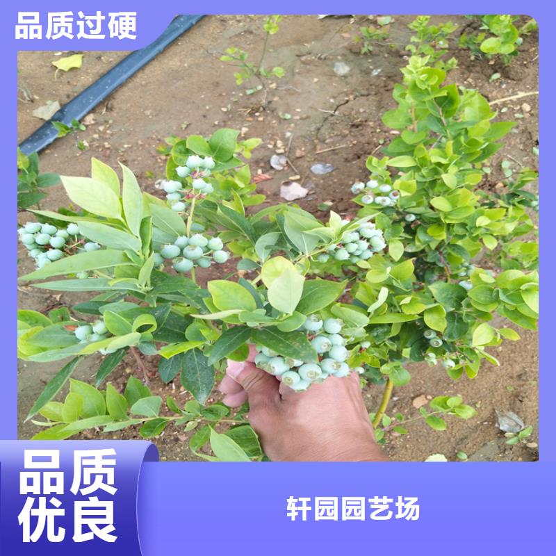 蓝莓苗苹果苗多年厂家可靠