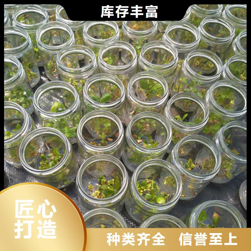 宣威|罗平|昆明|临沧|保山|迪庆|德宏|普洱|楚雄轩园【蓝莓苗】 桃树苗按需定制