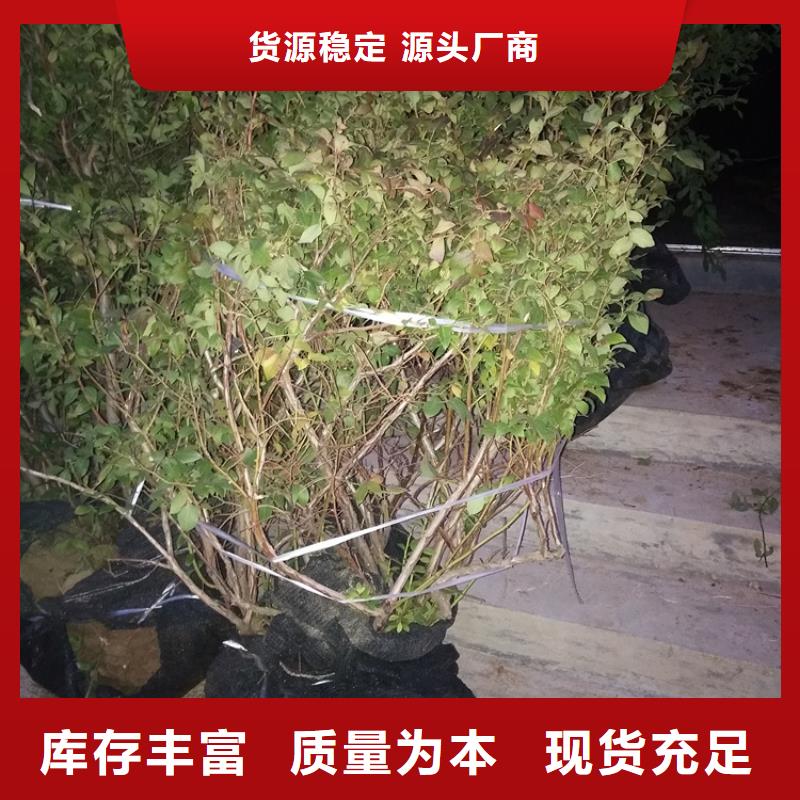 【蓝莓苗红颜草莓服务周到】