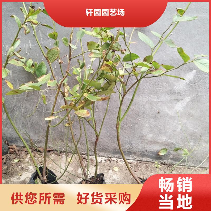 玛瑙红石榴苗视频-玛瑙红石榴苗-福建省三明市同城货源-泰宁|尤溪|龙岩|厦门|宁德|莆田|福州
