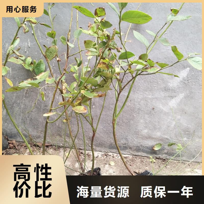 玛瑙红石榴苗视频-津|武陵|邵阳|娄底|益阳|长沙|岳阳|湘西玛瑙红石榴苗现货-轩园园艺场(常德市分公司)