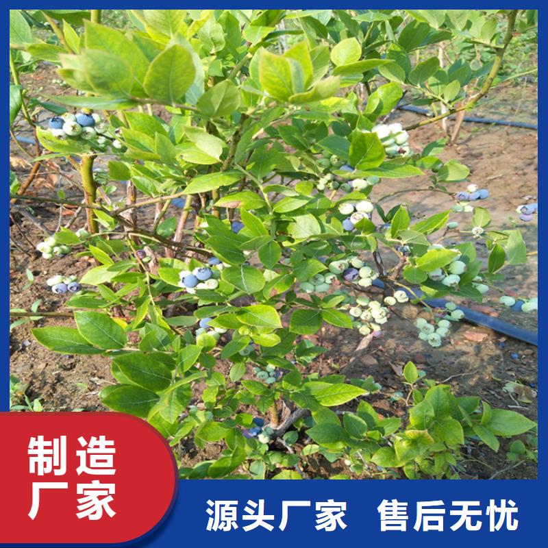 宣威|罗平|昆明|临沧|保山|迪庆|德宏|普洱|楚雄轩园【蓝莓苗】 桃树苗按需定制