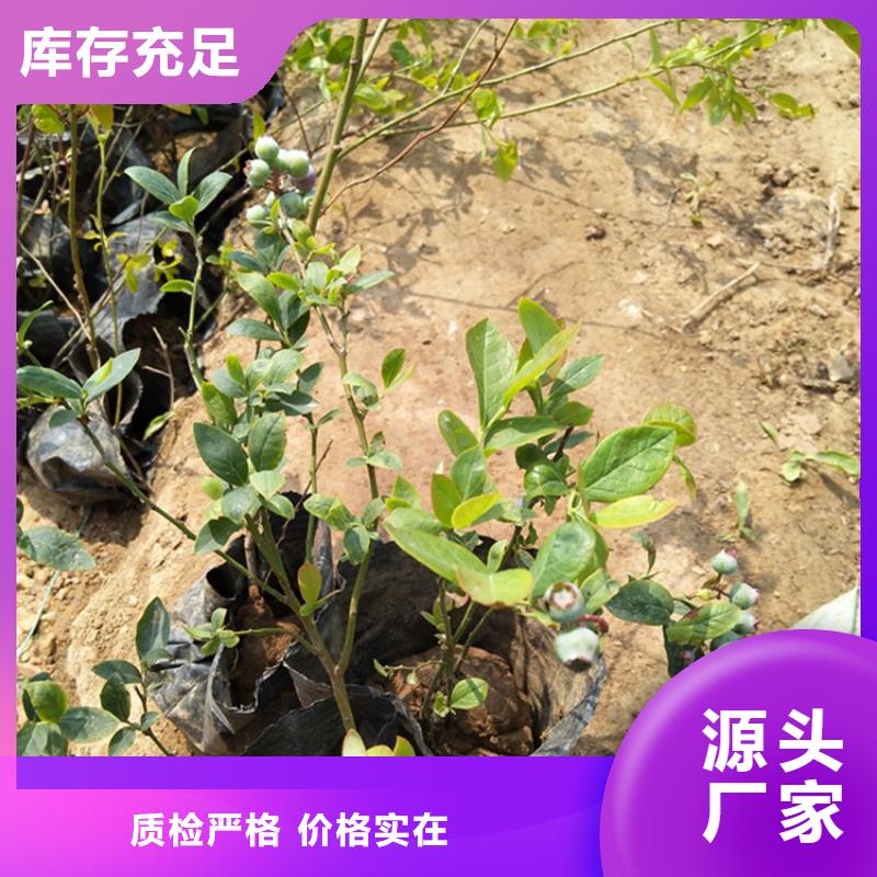 玛瑙红石榴苗视频-津|武陵|邵阳|娄底|益阳|长沙|岳阳|湘西玛瑙红石榴苗现货-轩园园艺场(常德市分公司)