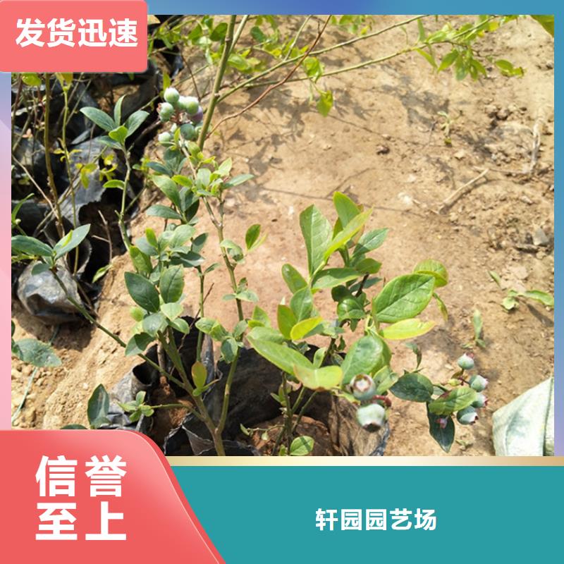 【蓝莓苗西瓜苗免费寄样】