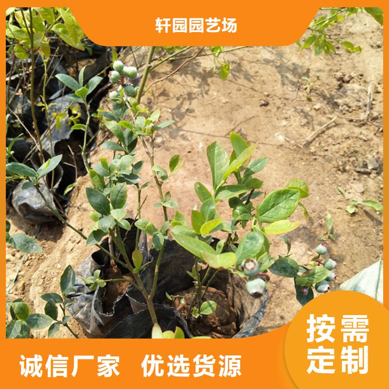 玛瑙红石榴苗-视频-玛瑙红石榴苗-湖南省常德市【同城】生产厂家-澧县|汉寿|衡阳|益阳|永州|湘潭|株洲|岳阳