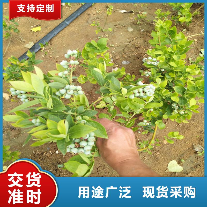 【蓝莓苗】 猕猴桃苗购买的是放心-轩园园艺场(三明市分公司)-阿奇乐乐