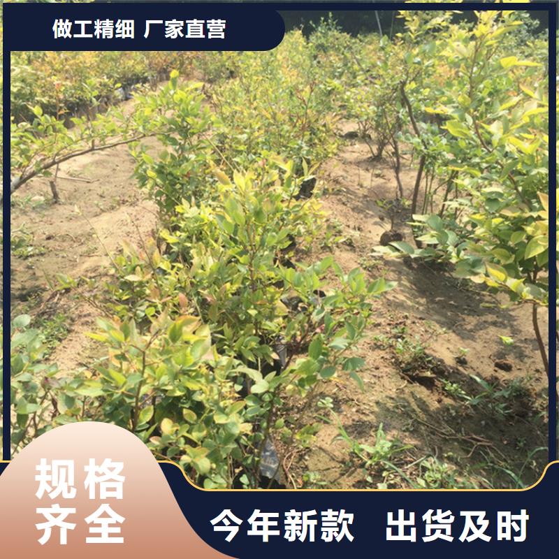 玛瑙红石榴苗视频-玛瑙红石榴苗-福建省三明市同城货源-泰宁|尤溪|龙岩|厦门|宁德|莆田|福州