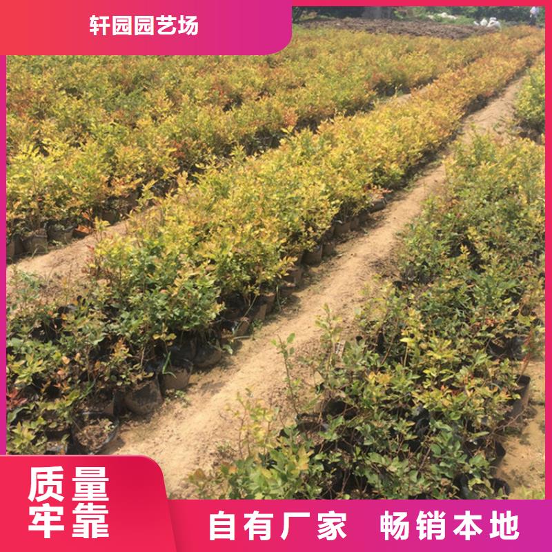 【蓝莓苗】 猕猴桃苗购买的是放心-轩园园艺场(三明市分公司)-阿奇乐乐
