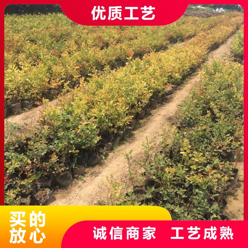 蓝莓苗_樱桃苗品质有保障