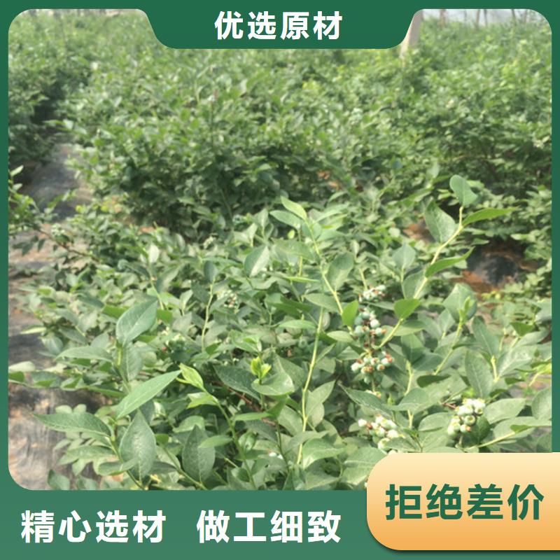 蓝莓苗好货直销