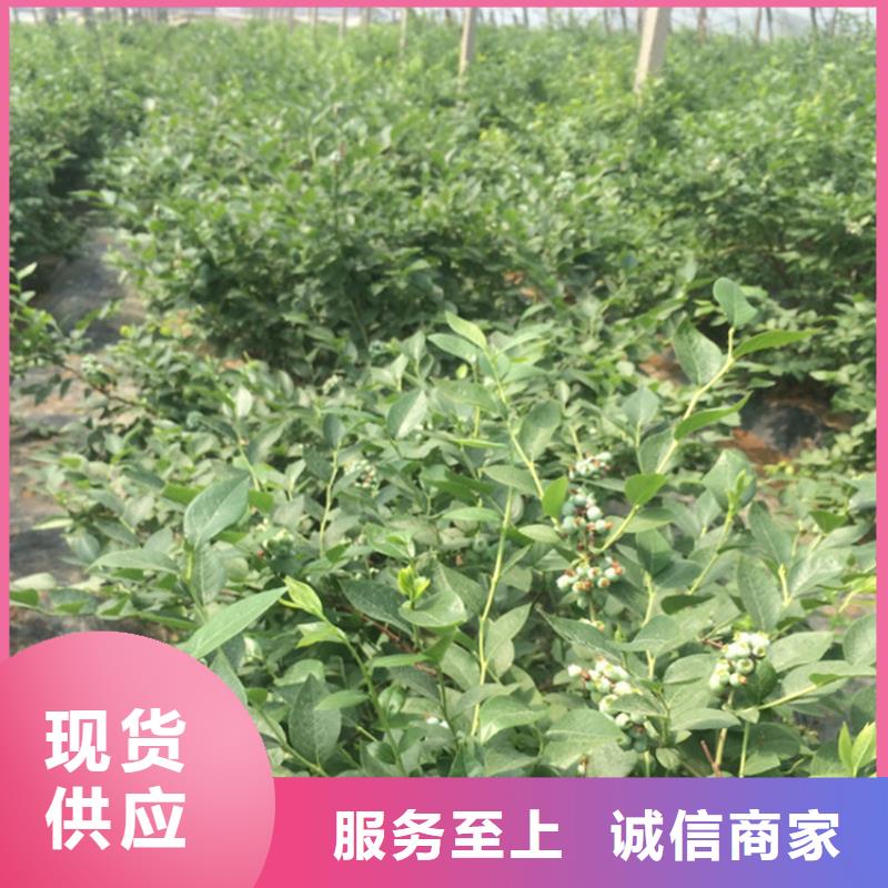 蓝莓苗草莓苗值得信赖
