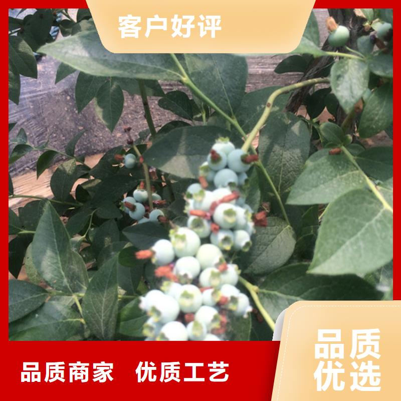 玛瑙红石榴苗-视频-玛瑙红石榴苗-湖南省常德市【同城】生产厂家-澧县|汉寿|衡阳|益阳|永州|湘潭|株洲|岳阳
