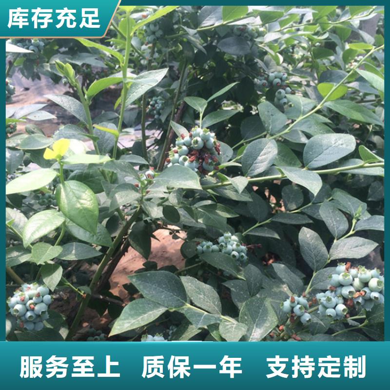 蓝莓苗苹果苗性能稳定