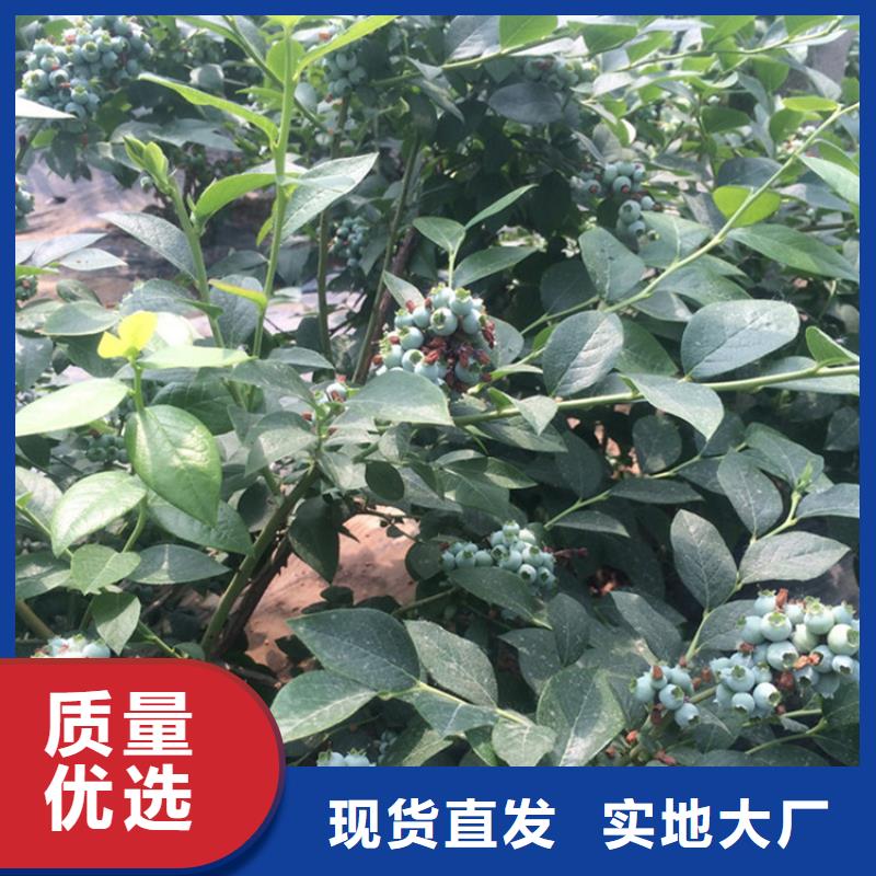 玛瑙红石榴苗视频-玛瑙红石榴苗-福建省三明市同城货源-泰宁|尤溪|龙岩|厦门|宁德|莆田|福州