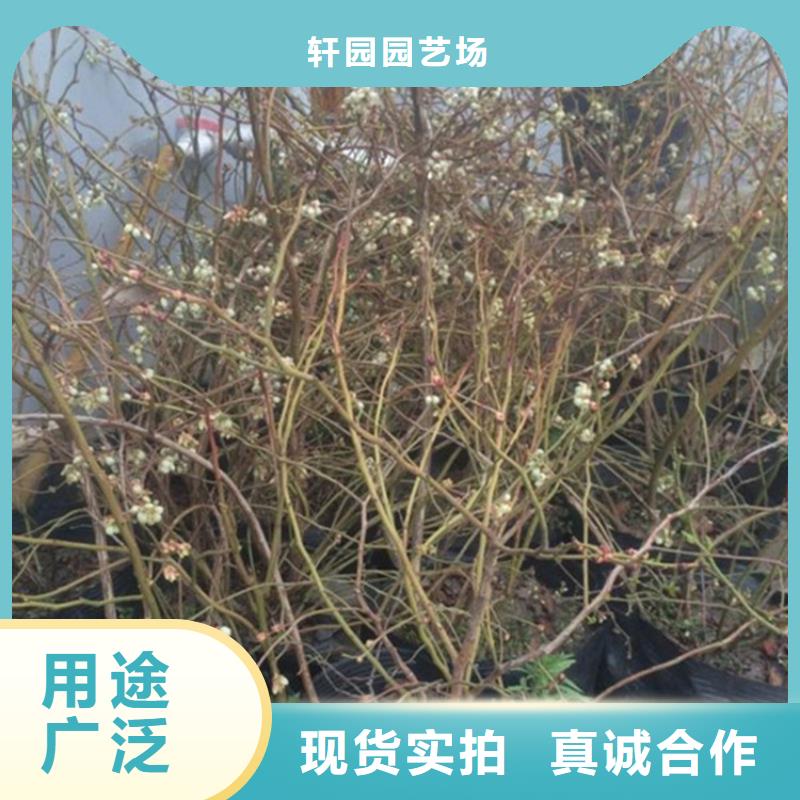 蓝莓苗_苹果苗厂家