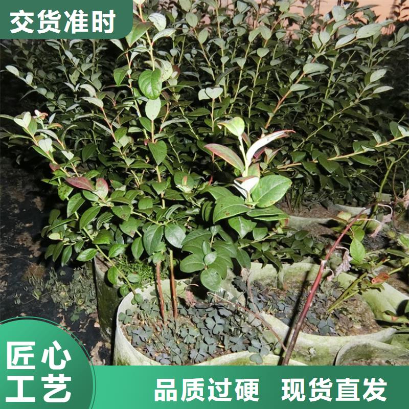 蓝莓苗桃树苗标准工艺