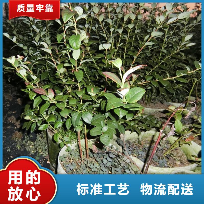 玛瑙红石榴苗-视频-玛瑙红石榴苗-湖南省常德市【同城】生产厂家-澧县|汉寿|衡阳|益阳|永州|湘潭|株洲|岳阳