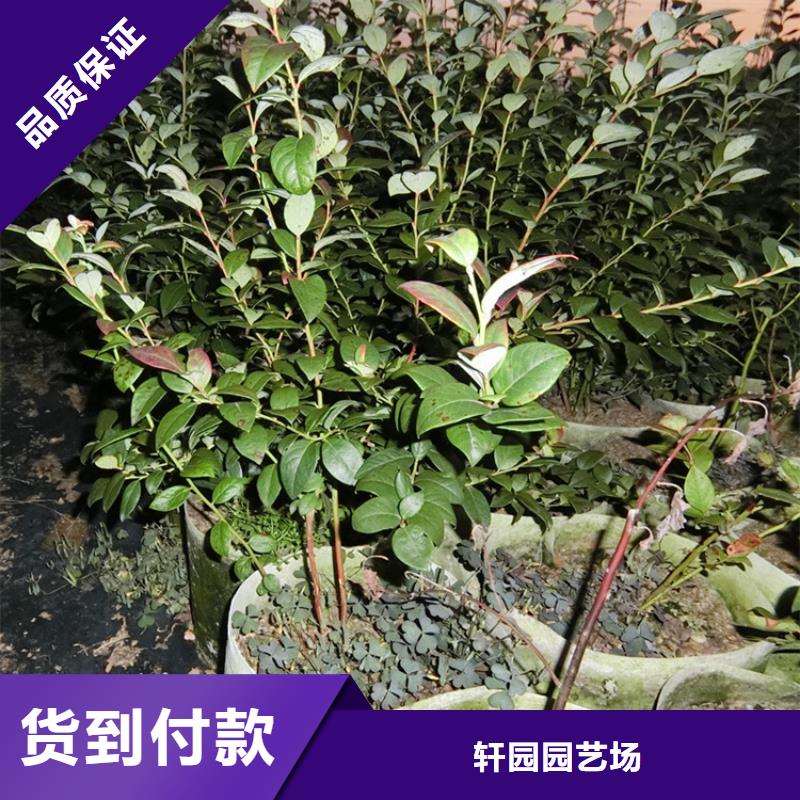 玛瑙红石榴苗视频-玛瑙红石榴苗-福建省三明市同城货源-泰宁|尤溪|龙岩|厦门|宁德|莆田|福州