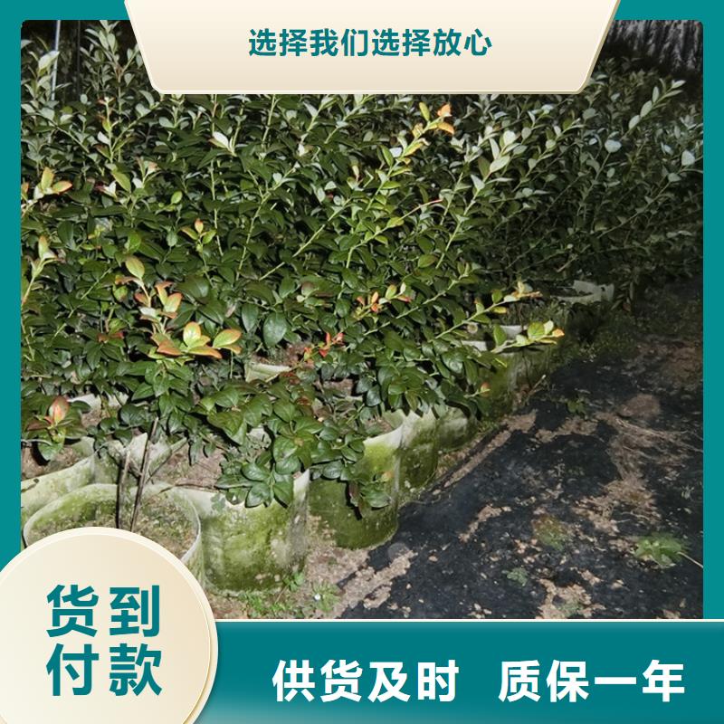 蓝莓苗苹果苗供您所需