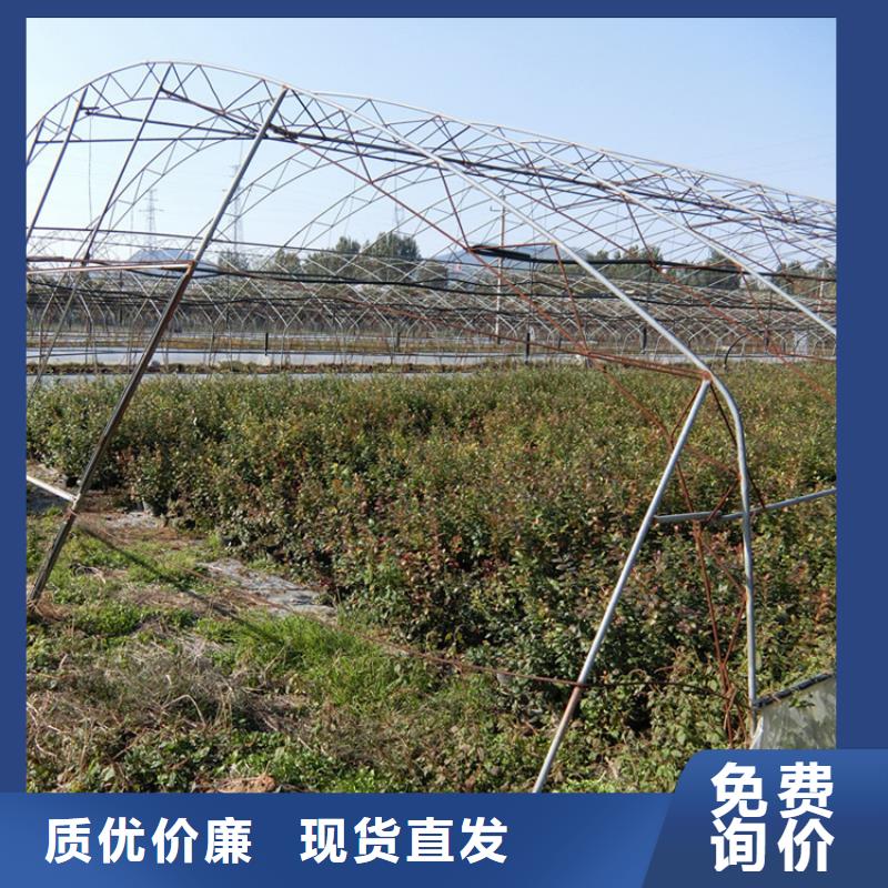 【蓝莓苗】 猕猴桃苗购买的是放心-轩园园艺场(三明市分公司)-阿奇乐乐