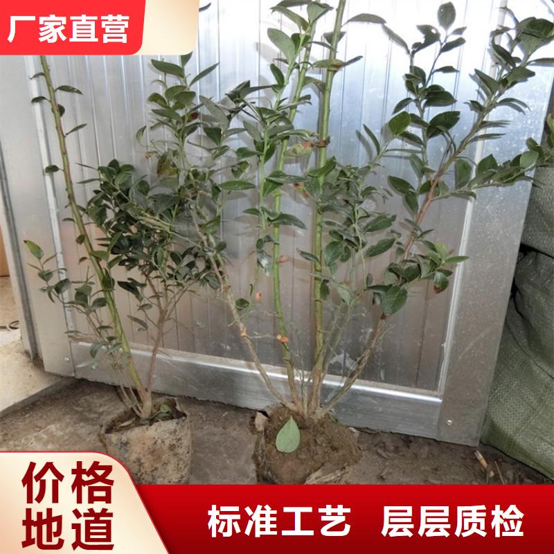 蓝莓苗草莓苗值得信赖