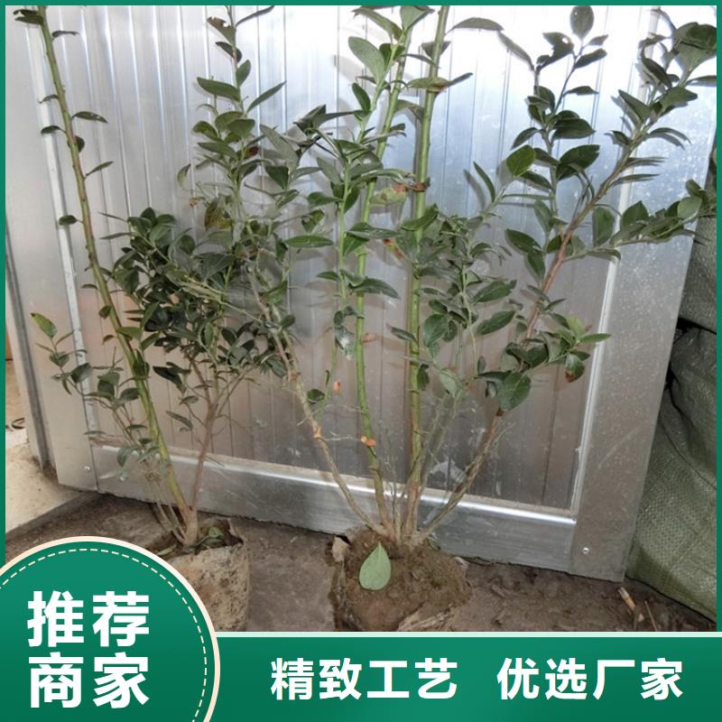 玛瑙红石榴苗视频-玛瑙红石榴苗-福建省三明市同城货源-泰宁|尤溪|龙岩|厦门|宁德|莆田|福州