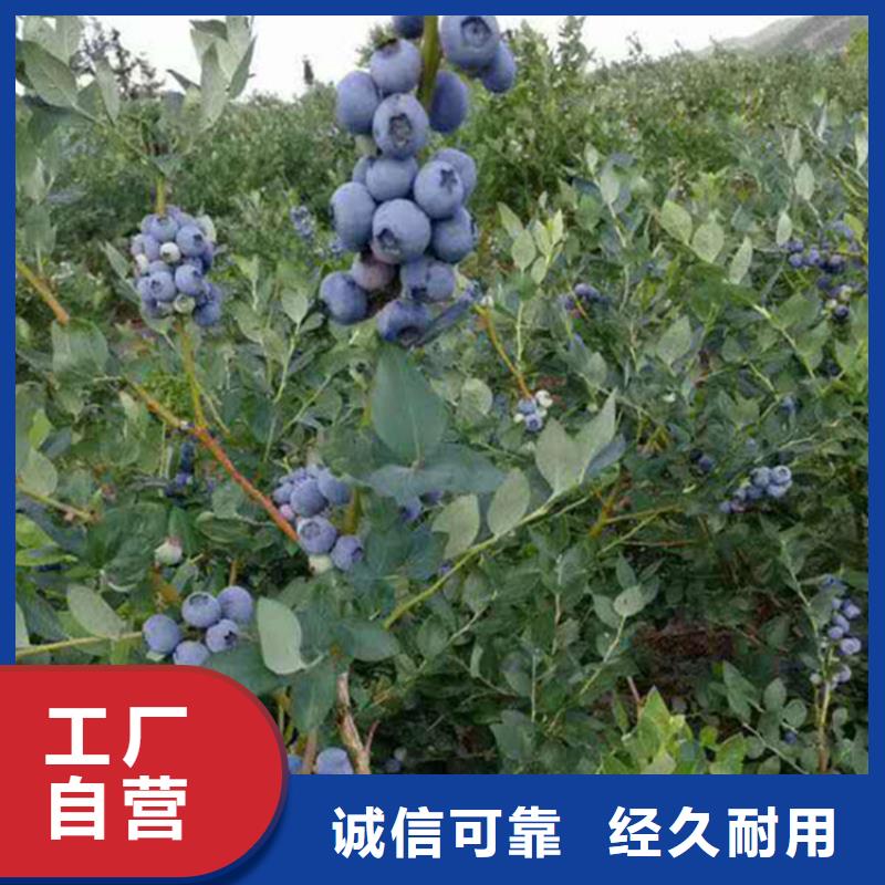 蓝莓苗苹果苗性能稳定