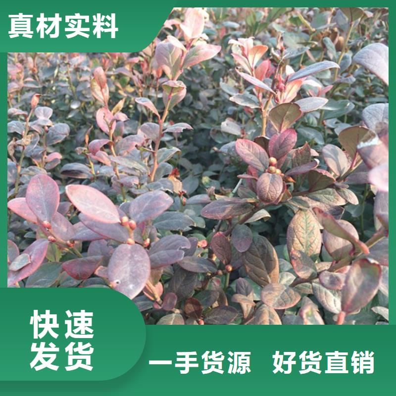 蓝莓苗【蓝莓苗】敢与同行比质量