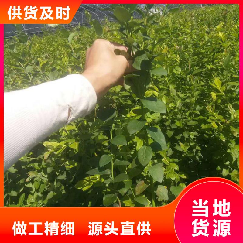 【蓝莓苗_樱桃苗用心做好每一件产品】