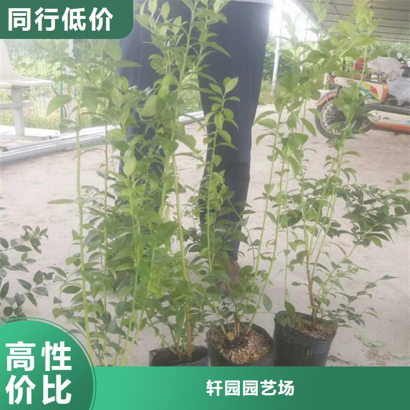 蓝莓苗,樱桃苗工厂批发