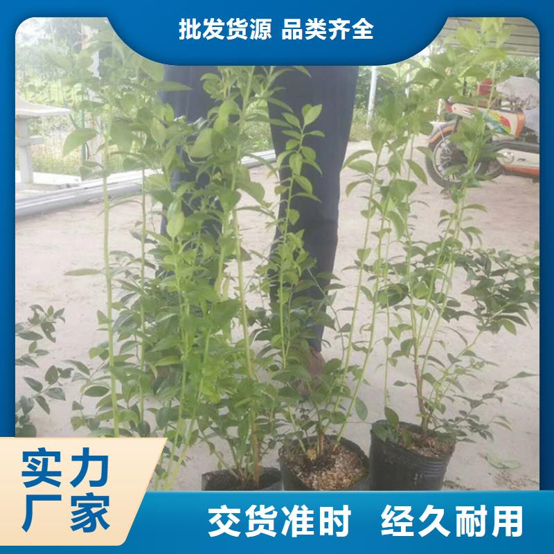 蓝莓苗草莓苗值得信赖