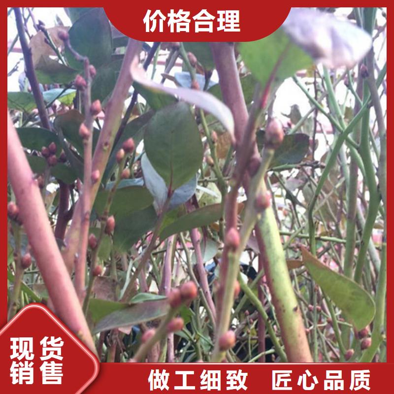 玛瑙红石榴苗视频-津|武陵|邵阳|娄底|益阳|长沙|岳阳|湘西玛瑙红石榴苗现货-轩园园艺场(常德市分公司)