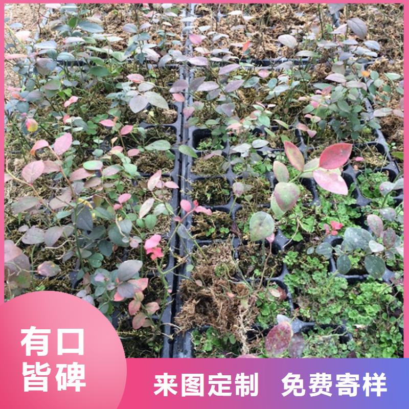 【蓝莓苗_樱桃苗用心做好每一件产品】