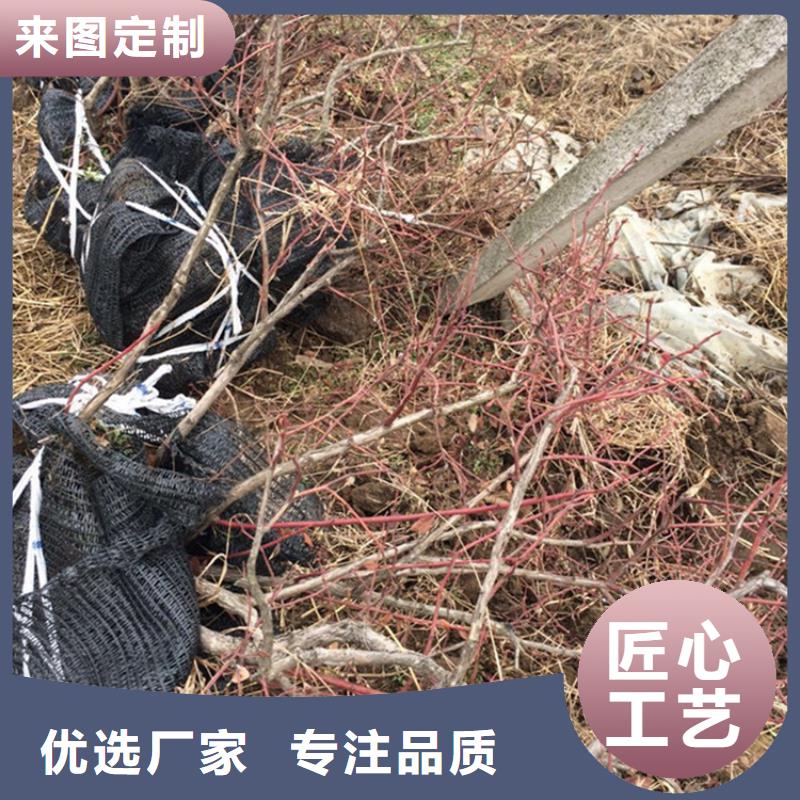 蓝莓苗桃树苗标准工艺
