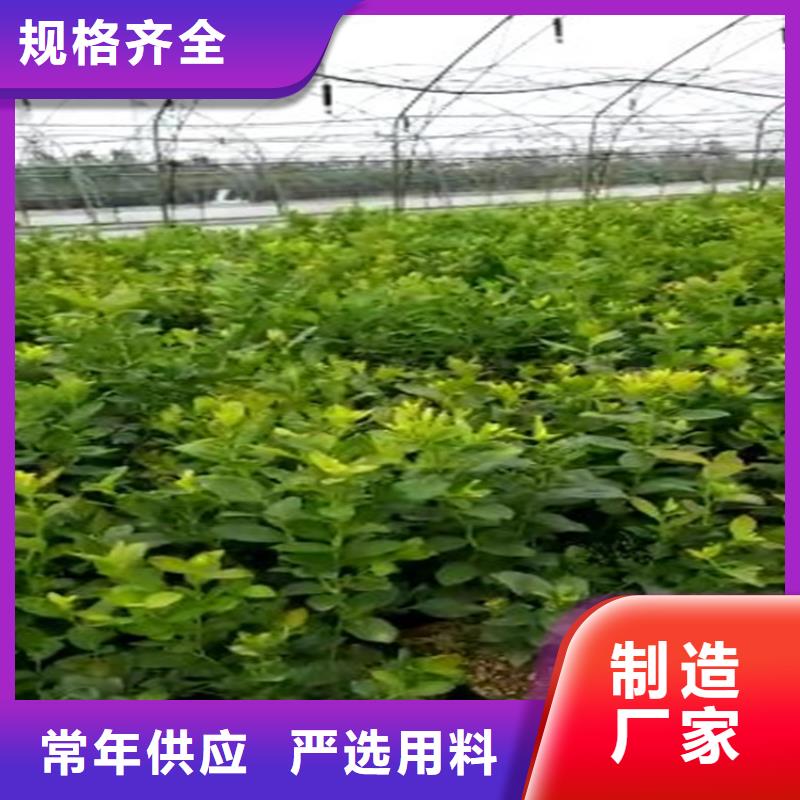 蓝莓苗【桃树苗】品质服务诚信为本