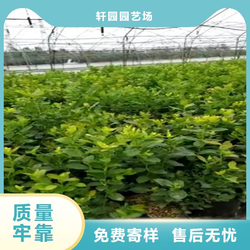 【蓝莓苗_樱桃苗用心做好每一件产品】