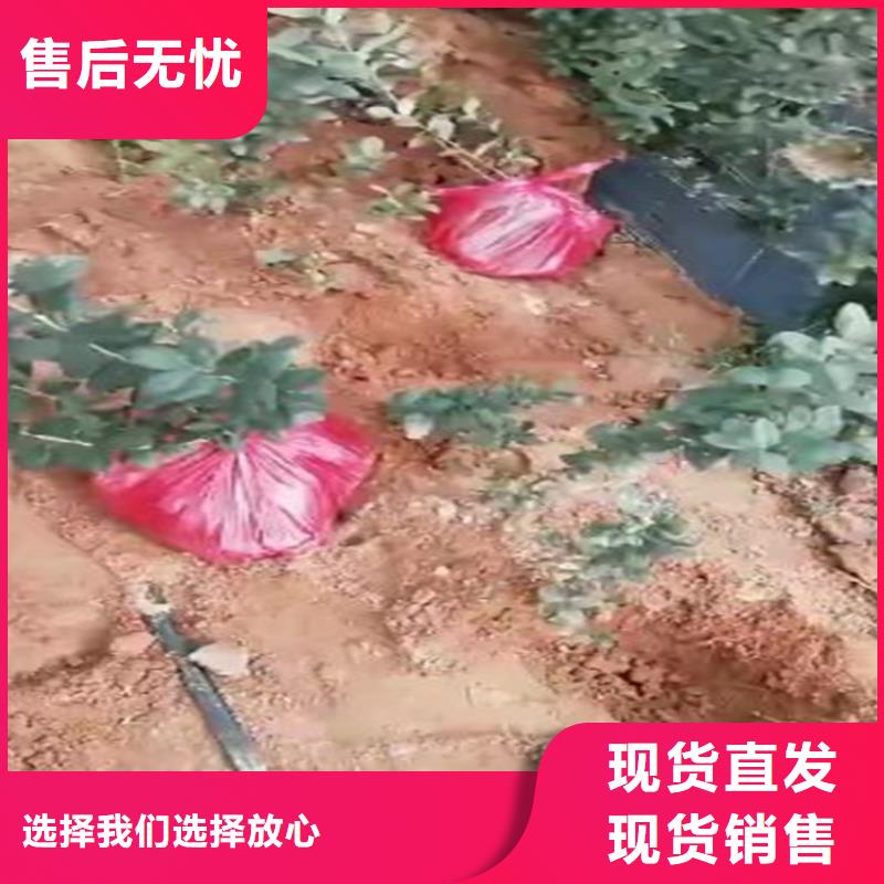 蓝莓苗石榴树产地批发