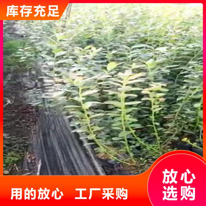 蓝莓苗李树苗客户好评