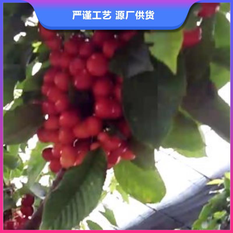 樱桃樱桃苗海量现货直销