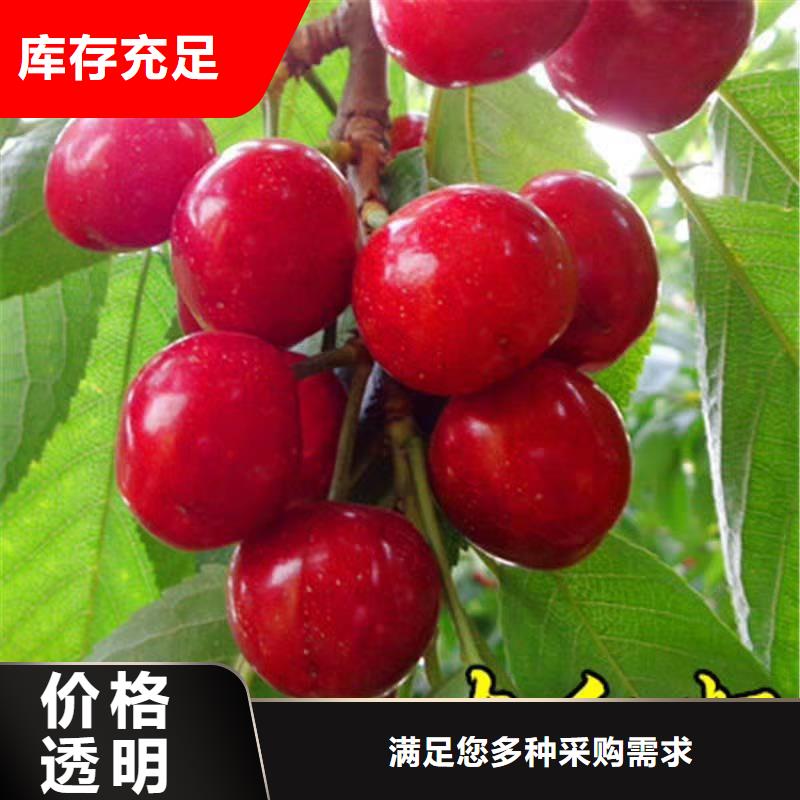 樱桃-【樱桃苗】出厂价